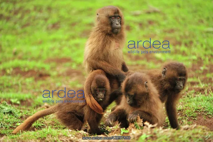 : Gelada / Gelada Baboon Simien Mountains National : Gelada / Gelada Baboon Simien Mountains National