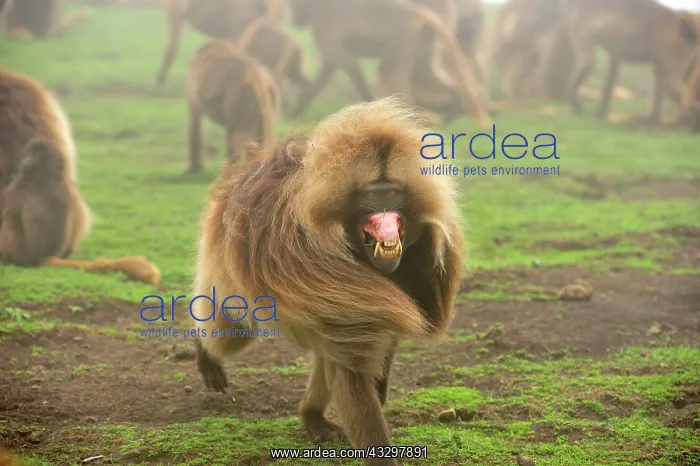 : Gelada / Gelada Baboon Simien Mountains National : Gelada / Gelada Baboon Simien Mountains National