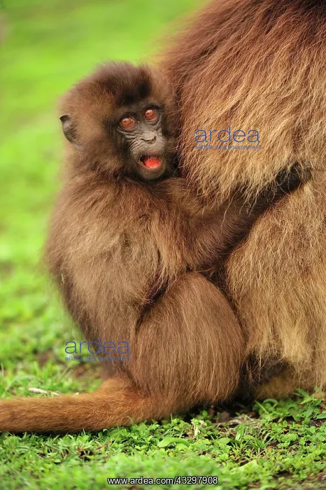 : Gelada / Gelada Baboon Simien Mountains National : Gelada / Gelada Baboon Simien Mountains National