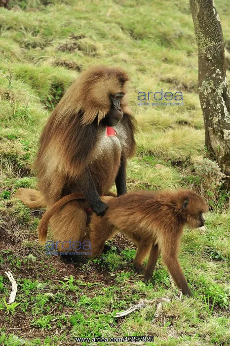 : Gelada / Gelada Baboon Simien Mountains National : Gelada / Gelada Baboon Simien Mountains National