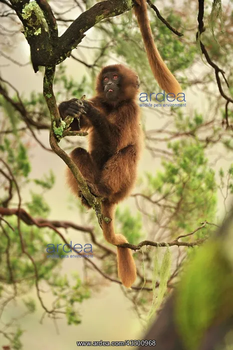 : Gelada / Gelada Baboon Simien Mountains National : Gelada / Gelada Baboon Simien Mountains National