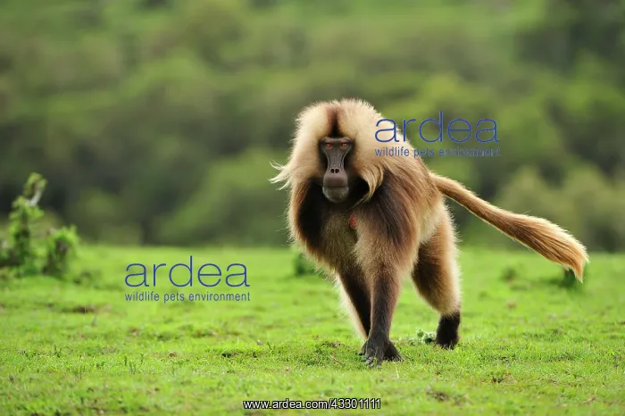 : Gelada / Gelada Baboon Simien Mountains National : Gelada / Gelada Baboon Simien Mountains National