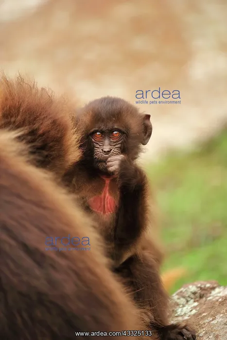: Gelada / Gelada Baboon Simien Mountains National : Gelada / Gelada Baboon Simien Mountains National