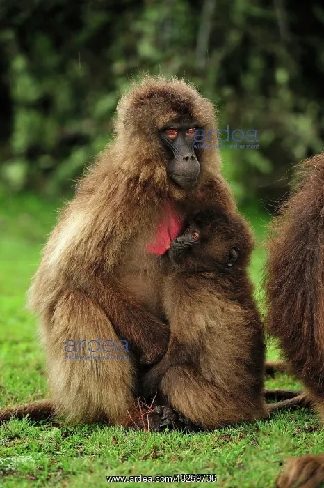 : Gelada / Gelada Baboon - suckling Simien Mountains : Gelada / Gelada Baboon - suckling Simien Mountains
