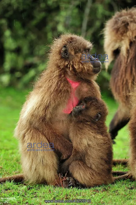 : Gelada / Gelada Baboon - suckling Simien Mountains : Gelada / Gelada Baboon - suckling Simien Mountains
