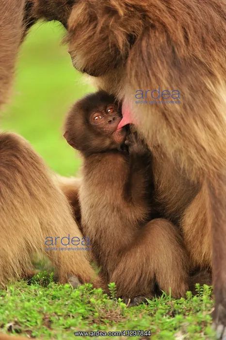  : Gelada  /  Gelada Baboon - suckling Simien Mountains