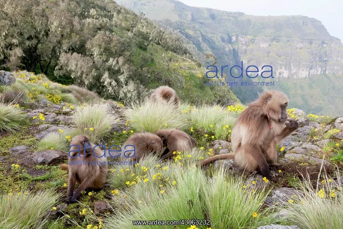 : Gelada, Gelada Baboon (Theropithecus gelada) : Gelada, Gelada Baboon (Theropithecus gelada)