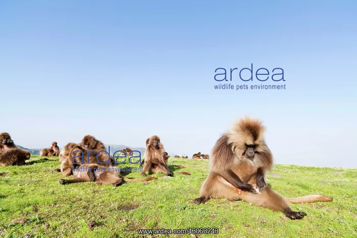 : Gelada, Gelada Baboon (Theropithecus gelada) : Gelada, Gelada Baboon (Theropithecus gelada)