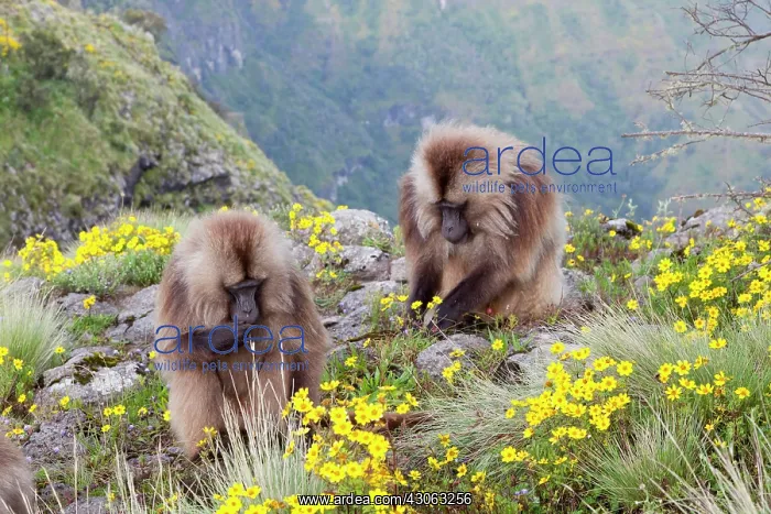 : Gelada, Gelada Baboon (Theropithecus gelada) : Gelada, Gelada Baboon (Theropithecus gelada)