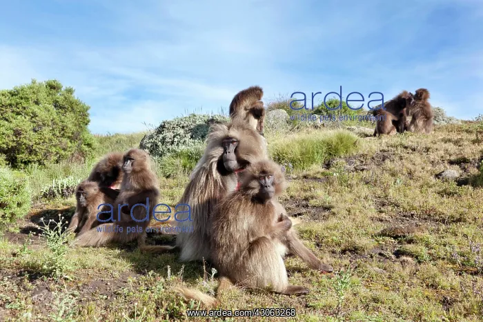  : Gelada, Gelada Baboon (Theropithecus gelada)