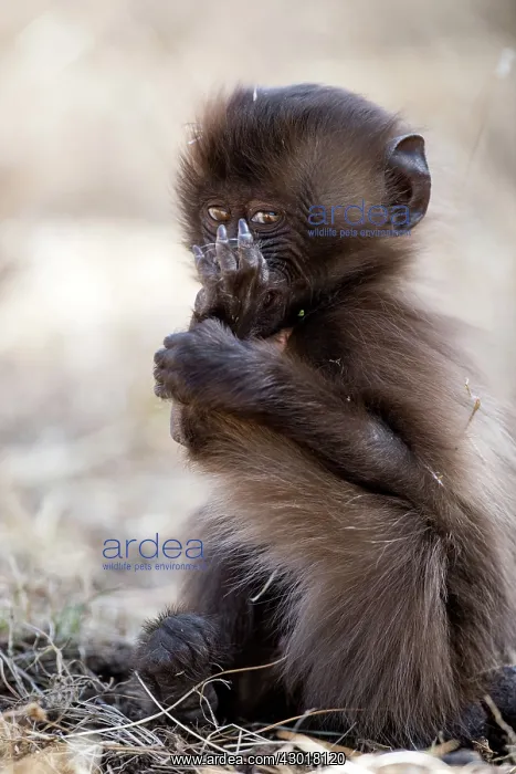 : Gelada Monkey infant playing with its foot : Gelada Monkey infant playing with its foot