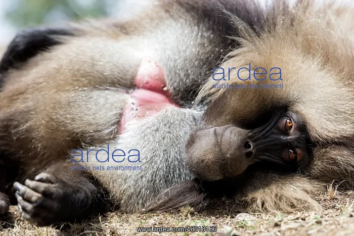 : Gelada Monkey lying on grass : Gelada Monkey lying on grass