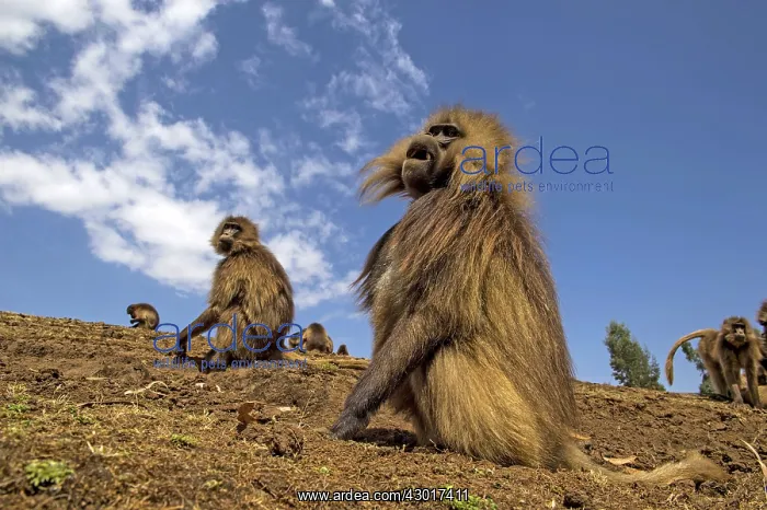  : Gelada Monkeys