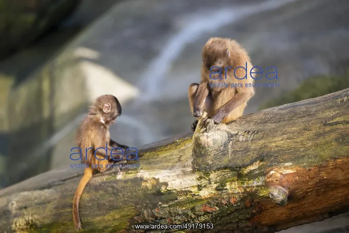 : Gelada (Theropithecus gelada) mother with her youngster sitting on a tree trunk : Gelada (Theropithecus gelada) mother with her youngster sitting on a tree trunk