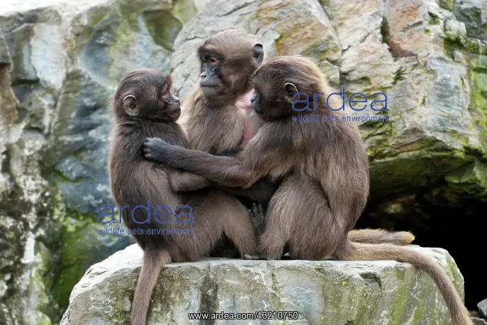 : Geladas (Theropithecus gelada), young animals, Zoo : Geladas (Theropithecus gelada), young animals, Zoo