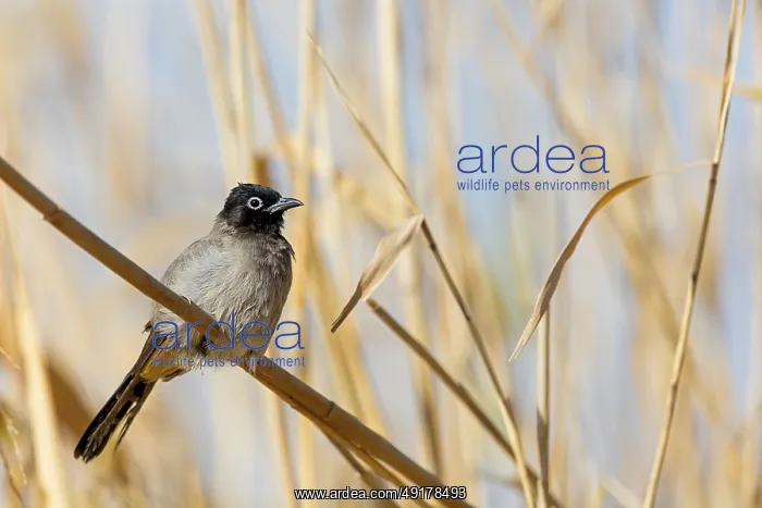 : GelbsteiBbulbul : GelbsteiBbulbul