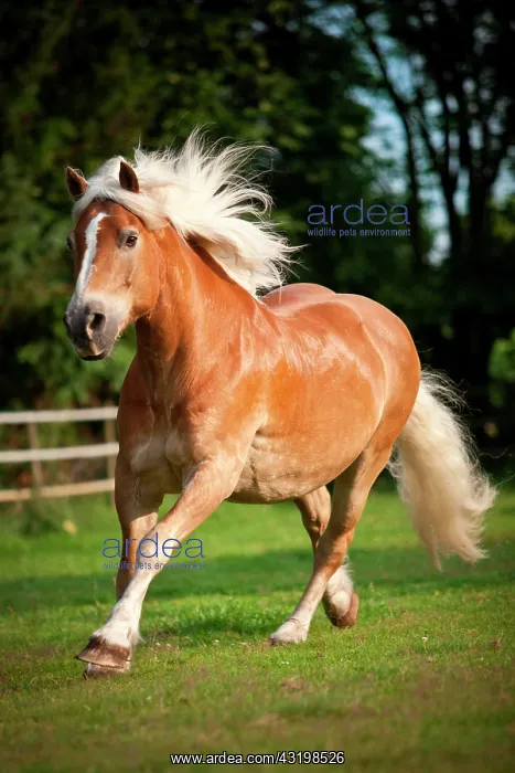 : Gelding, Haflinger or Avelignese with a blaze, galloping : Gelding, Haflinger or Avelignese with a blaze, galloping