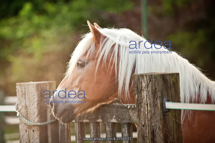 : Gelding, Haflinger or Avelignese, looking over the : Gelding, Haflinger or Avelignese, looking over the