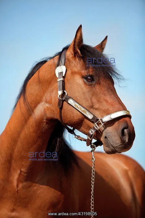 : Gelding, Solid Paint Horse, Solid Buckskin, wearing : Gelding, Solid Paint Horse, Solid Buckskin, wearing