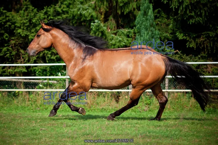 : Gelding, Solid Paint Horse, Solid Buckskin, galloping : Gelding, Solid Paint Horse, Solid Buckskin, galloping