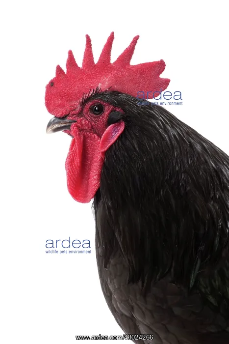  : Geline de Touraine Chicken Cockerel  /  Rooster