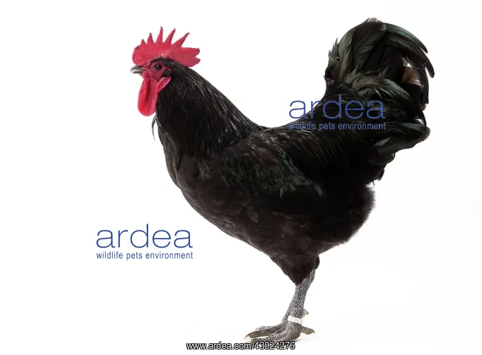  : Geline de Touraine Chicken Cockerel  /  Rooster