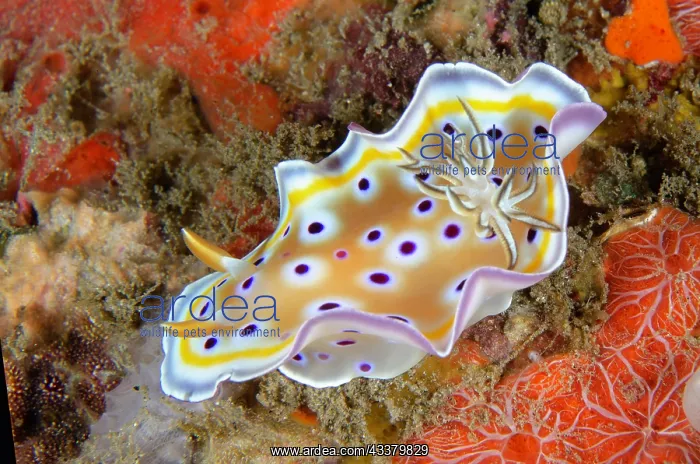 : Gem Sea Slug nudibranch : Gem Sea Slug nudibranch