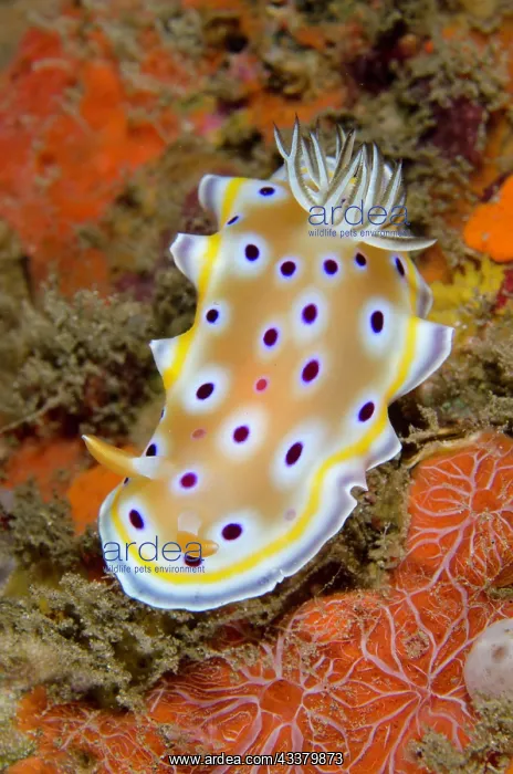 : Gem Sea Slug nudibranch : Gem Sea Slug nudibranch