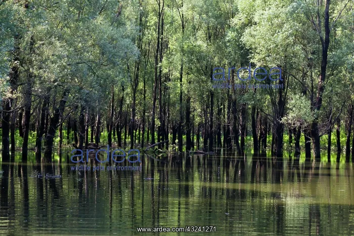 : The Gemenc Forest in the Danube-Drava National : The Gemenc Forest in the Danube-Drava National