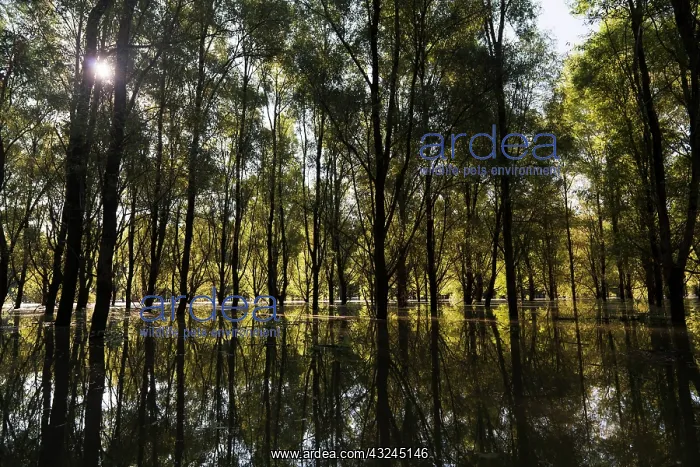 : The Gemenc Forest in the Danube-Drava National : The Gemenc Forest in the Danube-Drava National