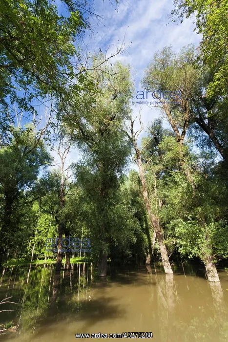 : The Gemenc Forest in the Danube-Drava National : The Gemenc Forest in the Danube-Drava National