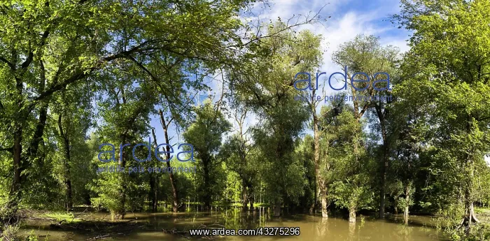 : The Gemenc Forest in the Danube-Drava National : The Gemenc Forest in the Danube-Drava National