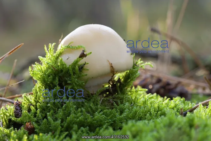: Gemmed Amanita : Gemmed Amanita