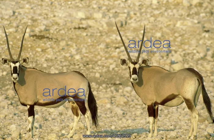 : Gemsbok (Oryx gazella). Etosha National Park - Namibia : Gemsbok (Oryx gazella). Etosha National Park - Namibia