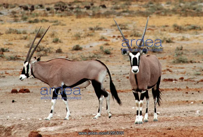 : Gemsbok (Oryx gazella). Etosha National Park Namibia Africa : Gemsbok (Oryx gazella). Etosha National Park Namibia Africa