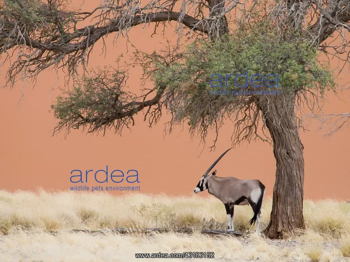 : Gemsbok (Oryx gazelle) standing under a tree with a large sand dune in the background : Gemsbok (Oryx gazelle) standing under a tree with a large sand dune in the background