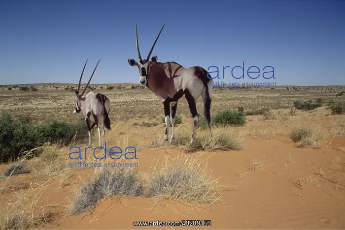 : Gemsbok : Gemsbok