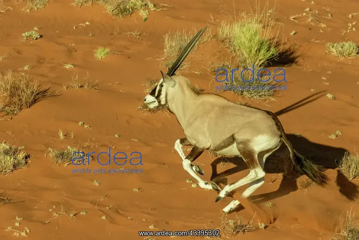 : GEMSBOK. Namibia, Hardap region, Namib desert : GEMSBOK. Namibia, Hardap region, Namib desert
