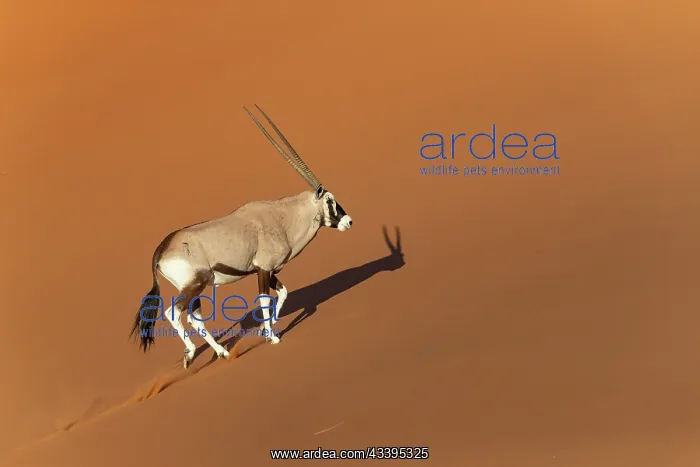 : GEMSBOK. Namibia, Hardap region, Namib desert : GEMSBOK. Namibia, Hardap region, Namib desert