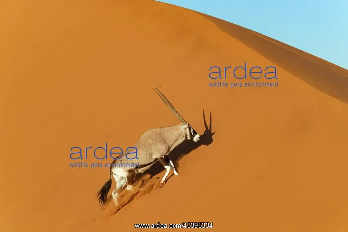 : GEMSBOK. Namibia, Hardap region, Namib desert : GEMSBOK. Namibia, Hardap region, Namib desert