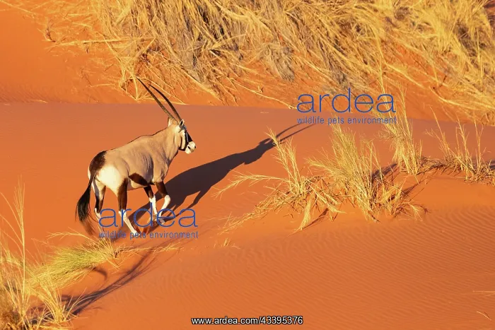 : GEMSBOK. Namibia, Hardap region, Namib desert : GEMSBOK. Namibia, Hardap region, Namib desert