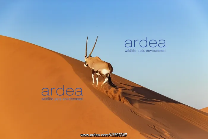 : GEMSBOK. Namibia, Hardap region, Namib desert : GEMSBOK. Namibia, Hardap region, Namib desert