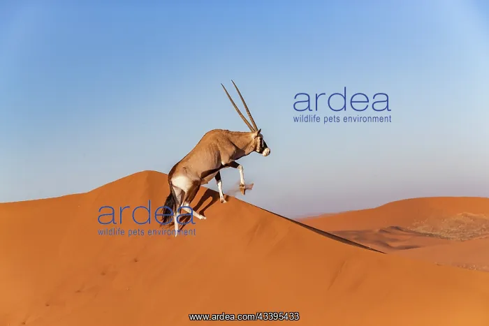 : GEMSBOK. Namibia, Hardap region, Namib desert : GEMSBOK. Namibia, Hardap region, Namib desert