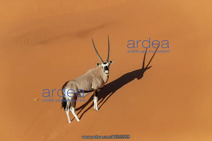: GEMSBOK. Namibia, Hardap region, Namib desert : GEMSBOK. Namibia, Hardap region, Namib desert