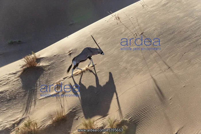 : GEMSBOK. Namibia, Hardap region, Namib desert : GEMSBOK. Namibia, Hardap region, Namib desert