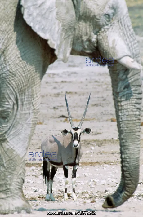 : GEMSBOK - together with an African elephant (Loxodonta : GEMSBOK - together with an African elephant (Loxodonta