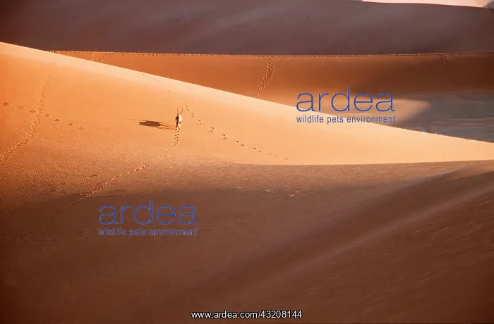 : GEMSBOK - Bull roaming in Namib Desert : GEMSBOK - Bull roaming in Namib Desert