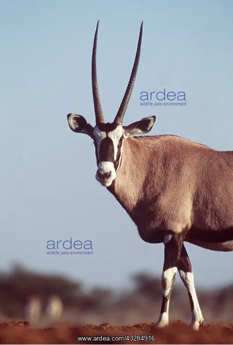 : GEMSBOK - close-up of front half, standing : GEMSBOK - close-up of front half, standing