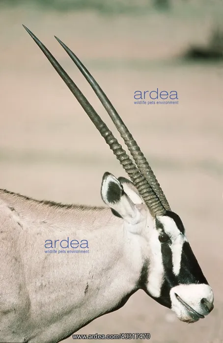 : GEMSBOK - close-up side view of head and horns : GEMSBOK - close-up side view of head and horns