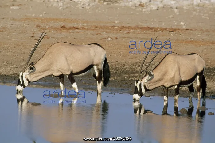 : GEMSBOK - drinking at waterhole : GEMSBOK - drinking at waterhole